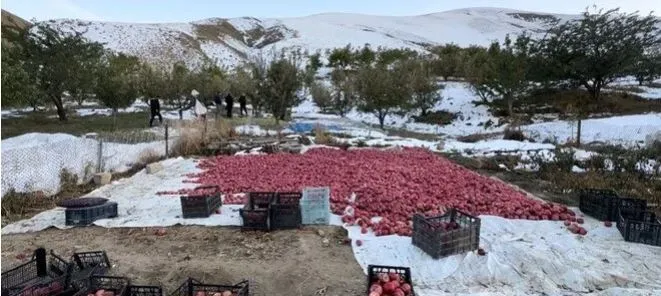 KARLI DAĞLARDA ZORLU ELMA HASADI