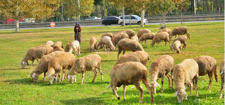 44 YILDIR KENT MERKEZİNDEKİ YEŞİL ALANLARDA KOYUNLARINI OTLATIYORLAR