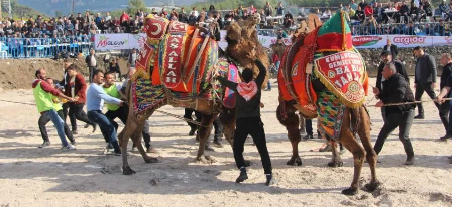 SEZONUN İLK DEVE GÜREŞLERİ 90 DEVEYLE KUMLUCA’DA YAPILDI