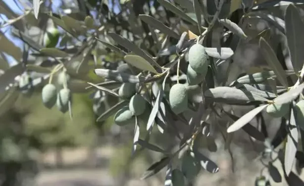 ANTALYA’DA ZEYTİN AĞACI KURAK YAZDA STRESE GİRDİ..YAĞ VERİMİ DÜŞTÜ