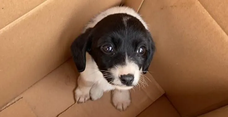 SAHİPLENDİĞİ YAVRU KÖPEĞİN FAZLA YAŞAMAYACAĞINI DUYUNCA GÖZYAŞLARINA BOĞULDU