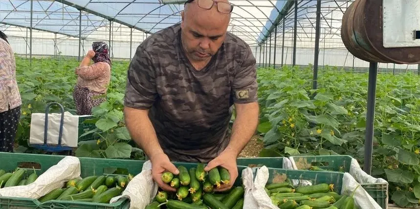 ANTALYA’DA ‘HIYAR’I ÇİFTÇİ 5 TL’YE SATIYOR MARKETTE 50 TL’YE ÇIKIYOR