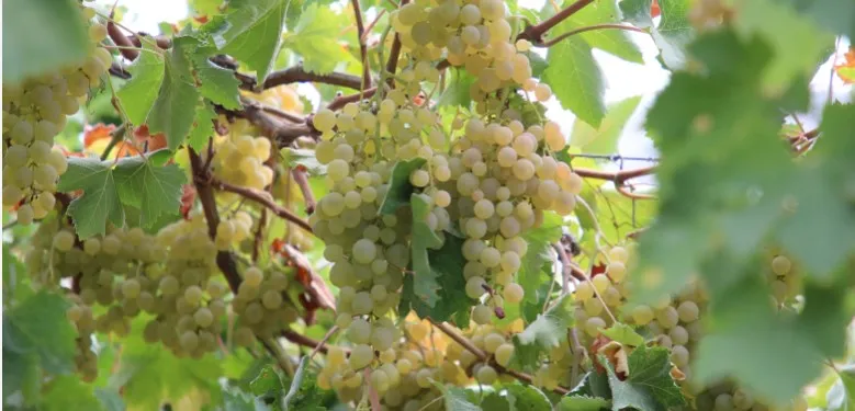 ANTALYA KAŞ’TA TESCİLLİ ‘MARGAZ ÜZÜMÜ’ HASADI
