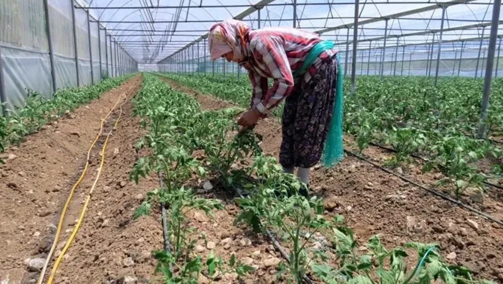 YAYLA SERACILIĞINDAKİ ‘KONTROLSÜZ’ BÜYÜME SU KAYNAKLARINI YOK EDİYOR
