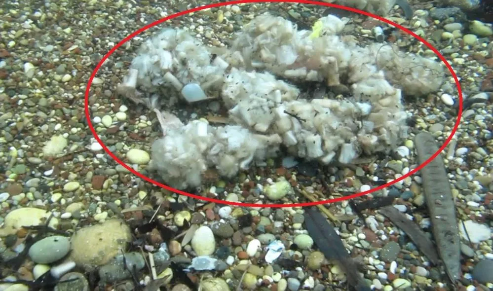 ANTALYA’YA BAKIN.. SİGARA İZMARİTLERİ DENİZDE PAMUK TARLASINA DÖNÜŞTÜ