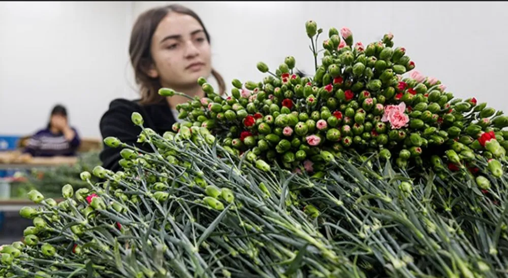 İHRACAT 137 MİLYON DOLAR.. KESME ÇİÇEK ÜRETİMİNDE ANTALYA İLK SIRADA