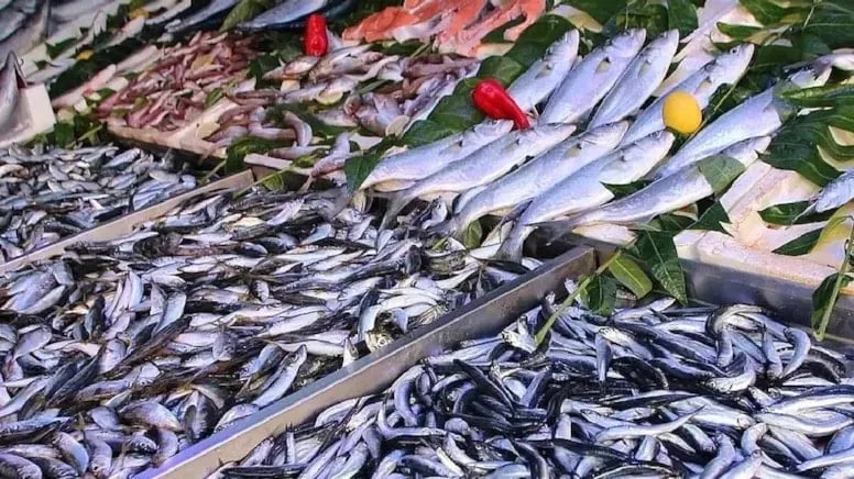 NE MEZGİT NE İSTAVRİT NE DE HAMSİ.. ARALIK AYININ EN SAĞLIKLI BALIĞI ‘USKUMRU’