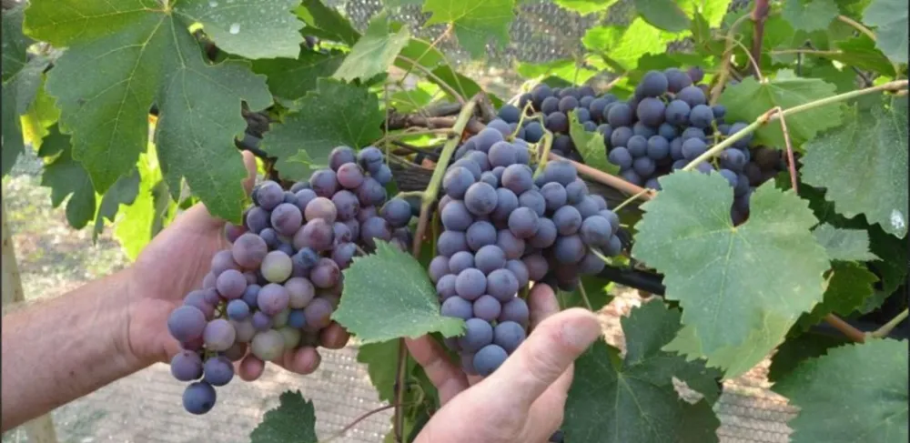 ANTALYA’DA TİLKİ KUYRUĞU ÜZÜMÜNDEN ÜRETİLEN PEKMEZ FİYATLARI BALLA YARIŞIYOR