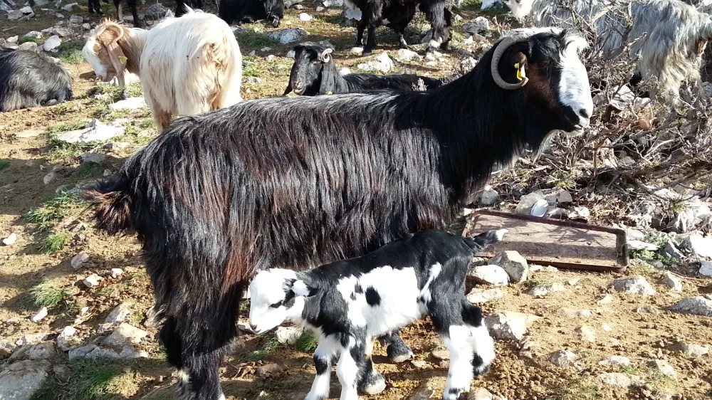 ANTALYA’DA KEÇİYİ MERAYA ÇOBANI YAYLAYA DÖNDÜRECEK 13 ÖNERİ