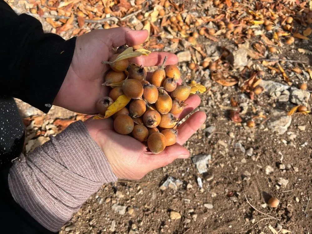 AKSEKİ’DE İZİNE RASTLANMAYAN HAYIRSEVERİN AŞILADIĞI ALIÇ AĞAÇLARI BUGÜN BEŞBIYIK MEYVESİ VERİYOR