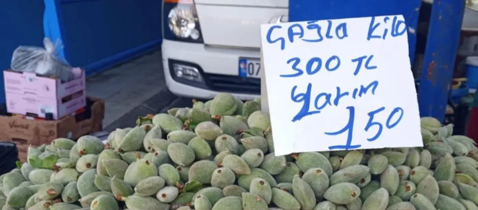 ANTALYA’DA ÇAĞLA ZAMANI.. KİLOSU 300 LİRADAN TEZGAHLARDA