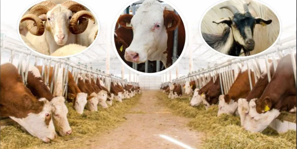 KURBAN KESİM FİYATLARINDA GEÇEN YILA GÖRE İKİ KAT ARTIŞ VAR