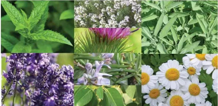 KURAKLIK TIBBİ VE AROMATİK BİTKİ STOKLARINI BİTİRDİ.. İHRACATÇI ZOR DURUMDA