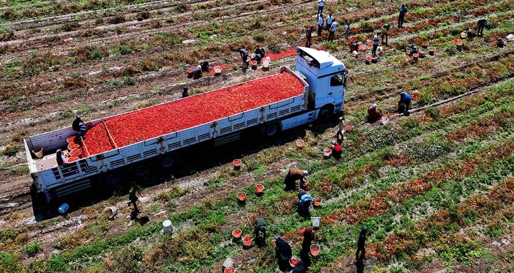 DOMATESİN TARLADA KİLOGRAM FİYATI 3 LİRAYA KADAR DÜŞTÜ