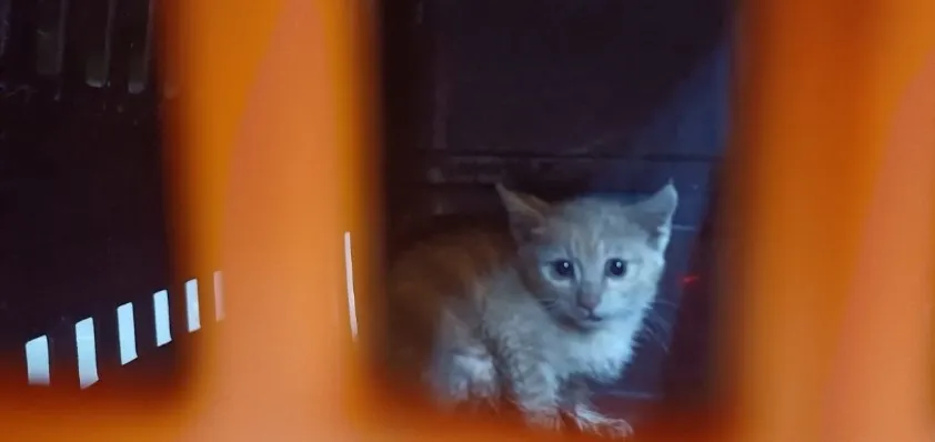 ANTALYA’DA KANALİZASYONA DÜŞEN YAVRU KEDİ 2 GÜN SONRA KURTARILDI