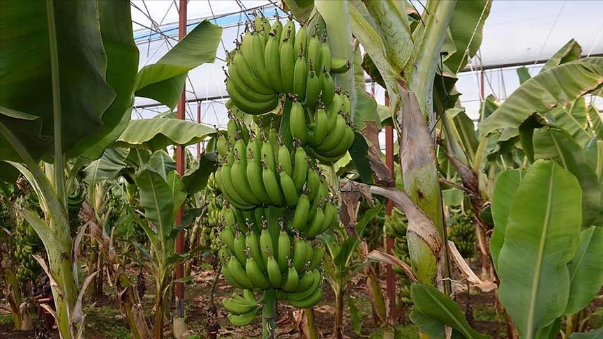 MUZDA GARİP İŞLER.. ÜRETİCİ KAÇIYOR FİYATINI MARKETLER BELİRLİYOR