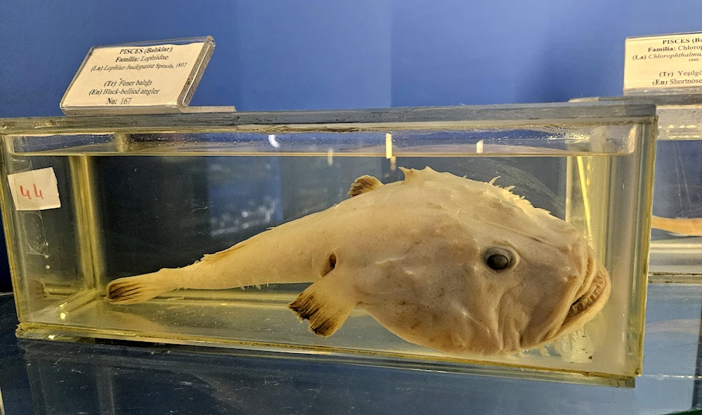 HEPSİ DEFORME OLMUŞ.. AKAYDIN